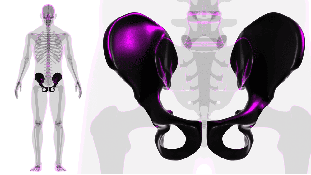 Model of Female Pelvic Girdle Muscle, Muscle Structure of The